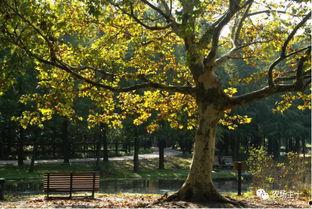 梧桐树的世界 91,探寻古老文明的神秘遗迹